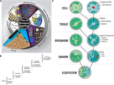 Technological Approach to Mind Everywhere: An Experimentally-Grounded Framework for Understanding Diverse Bodies and Minds